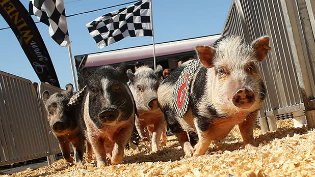 Four small pigs run side-by-side down a wood-shaving track toward the camera during a pig race beneath checkered flags at the Great New York State Fair in Syracuse.