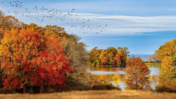 A flock of birds seen flying over Caumsett Historic State Park in the fall