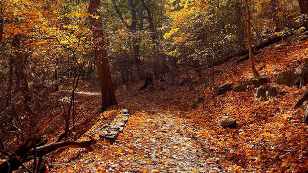 A natural trail in Inwood Hill Park blanketed in a sea of orange leaves