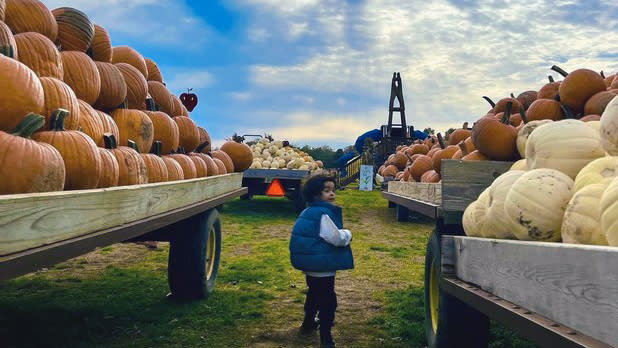 A little boy runs through trailers filled with pumpkins