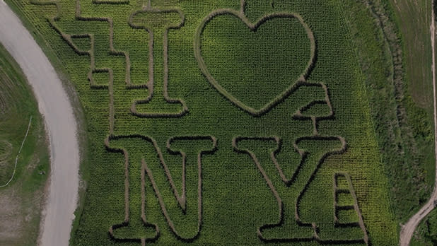 Aerial view of I LOVE NY logo carved into a green corn maze