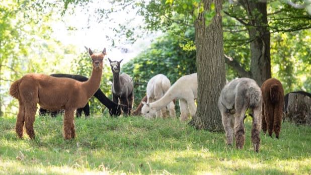 Various shades of brown and white alpacas graze in the woods