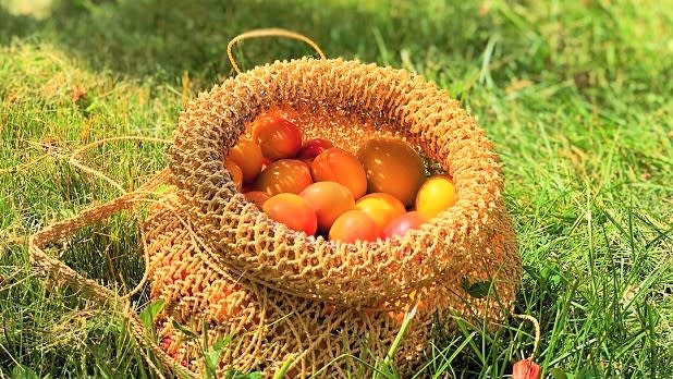 Basket of freshly picked peaches nestled in tall green grass