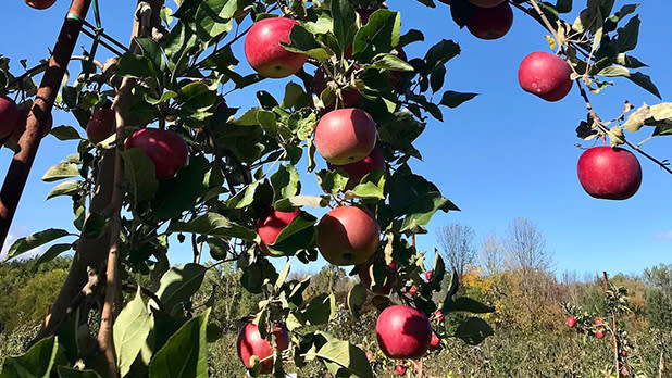 Red apples hand from a tree at LynOaken Farms