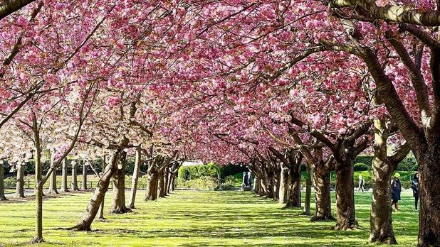 Rows of pink cherry blossoms at the Brooklyn Botanic Gardens