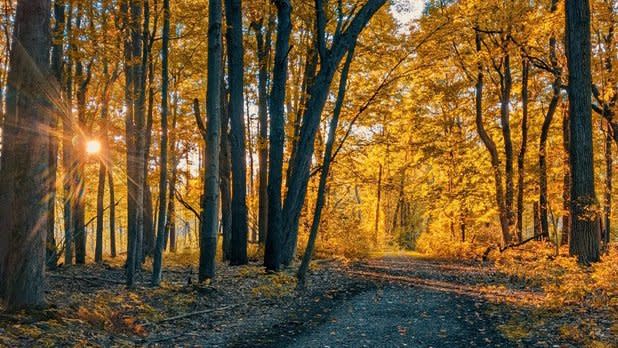 Orange foliage surround the path leading through the Reinstein Woods Preserve