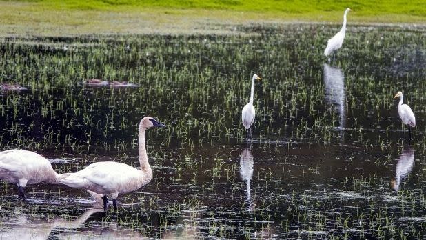 Birds at the Montezuma National Wildlife Refuge