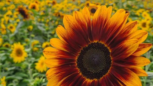 A dark orange sunflower in a field of sunflowers