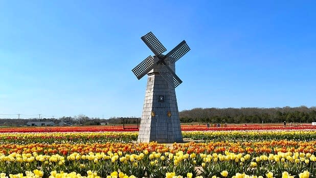 A windmill sits in a field of yellow, orange, red, and pink tulips on a sunny day