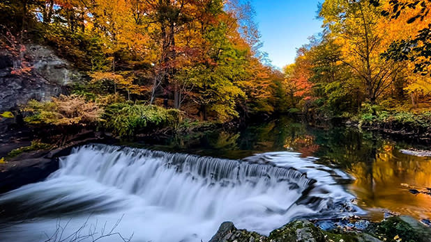 Colorful foliage dons the trees surrounding a cascading waterfall at the Thain Family Forest at New York Botanical Garden