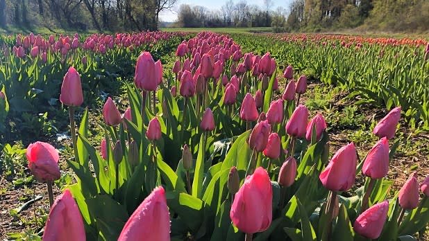 A sprawling field of pink and orange tulips