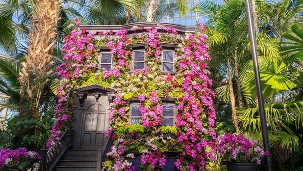 A brownstone covered in bright purple and pink orchids at the New York Botanical Garden in The Bronx, New York