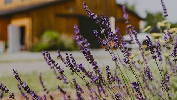 Purple lavender plants growing in front of a light brown barn