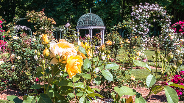 Lush garden with vibrant yellow roses in the foreground at Lyndhurst Mansion. Background features a gazebo surrounded by colorful blooming flowers.