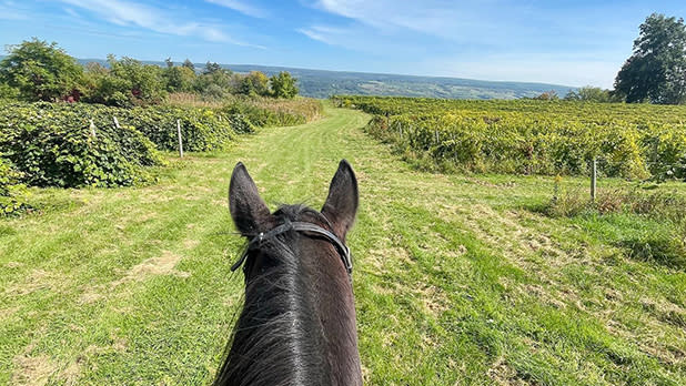 View of a horse walking through Fulkerson Winery on a Painted Bar Stables excursion