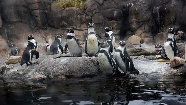 A group of penguins stand on rocks in an enclosure at Rosamond Gifford Zoo