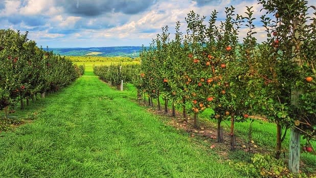 A lane of apple trees at the Beak & Skiff orchard