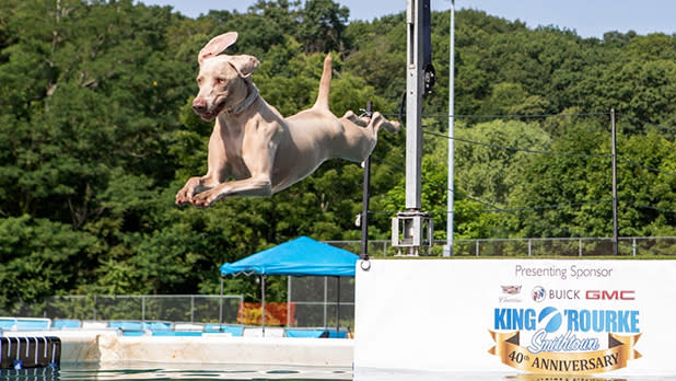 A dog dives into a pool at the Port Paws Dog Festival