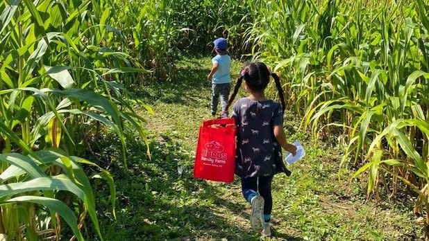 Two children run through a corn maze