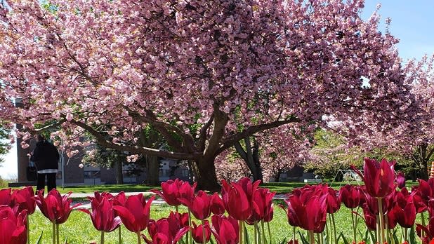 A bed of rich red tulips in front of a blossoming lilac tree at the Rochester Lilac Festival
