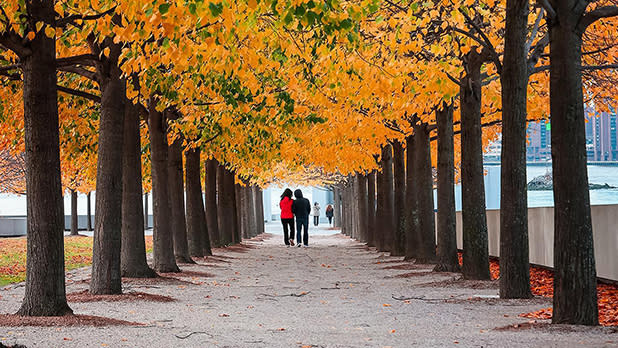 A couple walks under a canopy of yellow leaves at Four Freedoms Park in Roosevelt Island