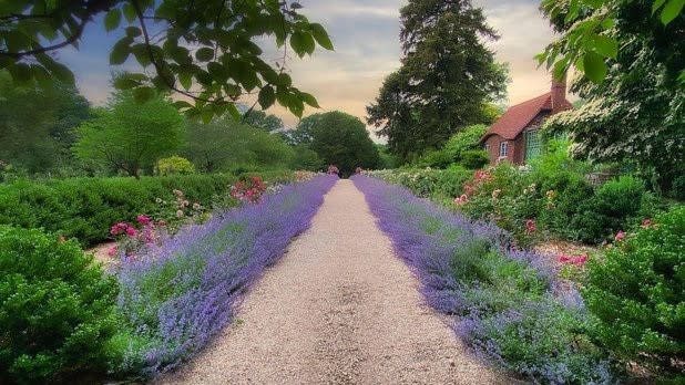 View looking down a gravel path lined with purple flowers leading into a garden with vibrant green vegetation