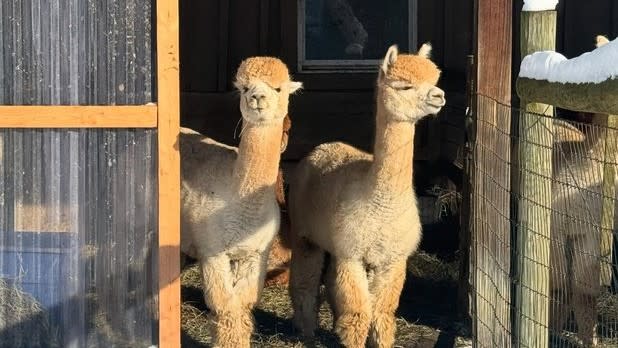 Two light brown alpacas stand in a barn doorway at Sugartown Farms in Ellicottville