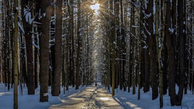 Sun shining through a snowy forest