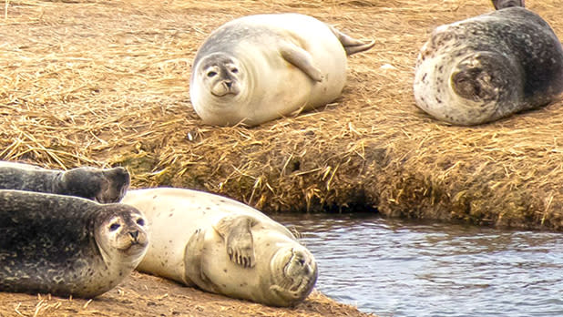 Seal Watching Hamptons