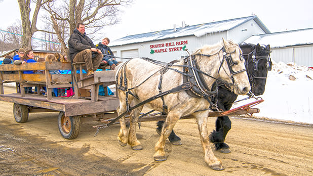 A group of people riding in a wooden carriage pulled along by white and black horses at Shaver Hill Maple Farm