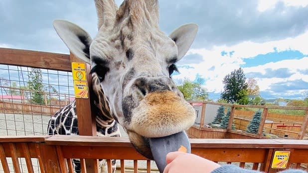 A giraffe licks a hand at Animal Adventure Park
