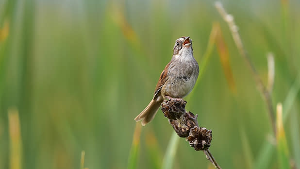 A swamp sparrow rests on a branch at Montezuma National Wildlife Refuge