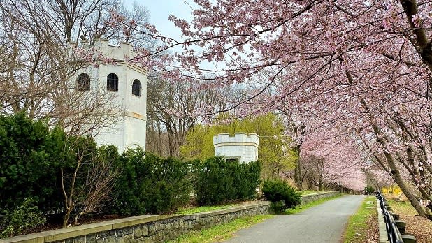 Pink cherry blossom canopy over a path surrounded by green grass and next to a small castle