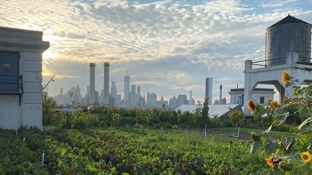 View of the New York City skyline from the rooftop of Brooklyn Grange