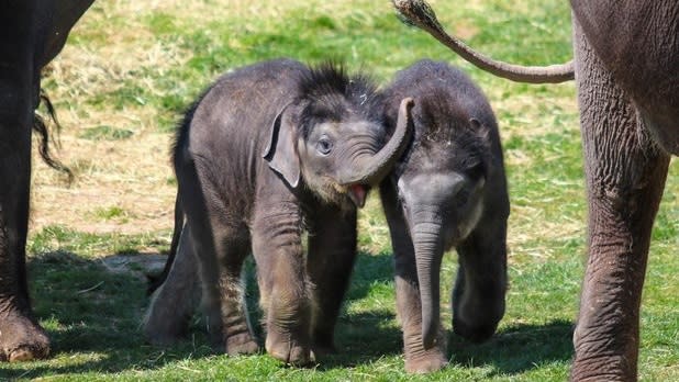 Rare twin baby elephants Yaad and Tukada at the Rosamond Gifford Zoo