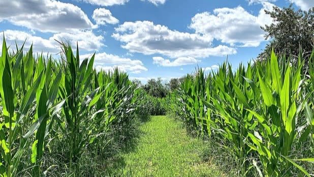 POV of someone walking through a green corn field in summer