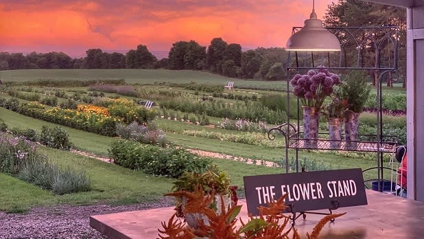 A view from The Flower Stand shop overlooking rows of wildflowers and green fields with a bright orange sunset overhead