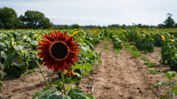A burnt orange sunflower in front of a long field of yellow sunflowers