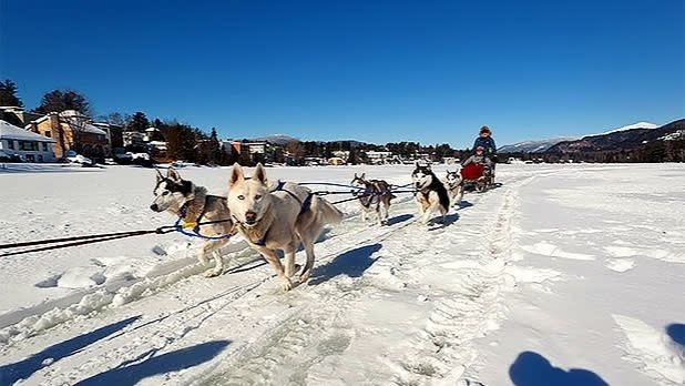Dogs pulling a dog sled across the snow in the Adirondacks