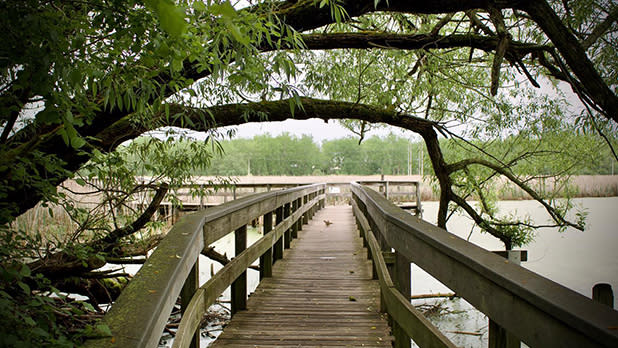 Tree branches form a canopy over a wooden dock at Tifft Nature Preserve