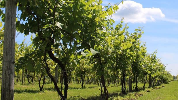 Rows of green grape vines lead into the distance