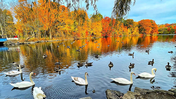 Swan and ducks swimming at Van Cortlandt Park as the trees turn to vibrant colors of yellow, orange, and red