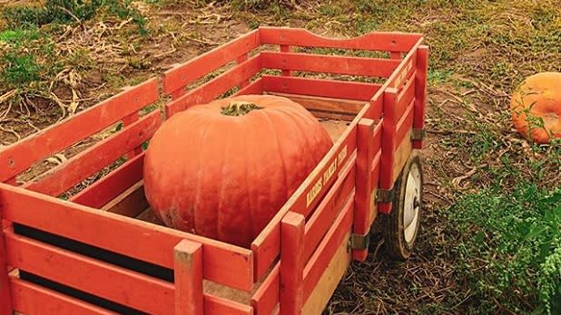 A bright orange pumpkin sits nestled in a wagon at Harbes Family Farm