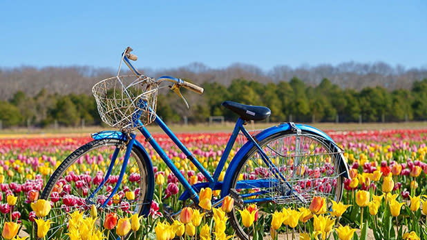 A blue frame bicycle stands in a field of colorful tulipsp at the Waterdrinker Family Farm & Garden Tulip Festival