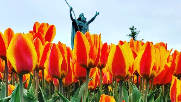 Vibrant yellow and orange tulips bloom in front of the Moses fountain in Albany's Washington Park
