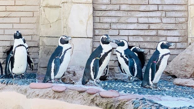 Black and white penguins stand together at the Long Island Aquarium in Riverhead