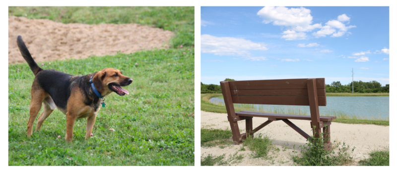 Dog on grass in left image and bench on path near pond in right image