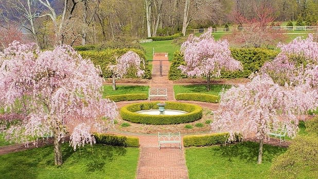 A circular walkway is surrounded by pink cherry blossom trees, bright green bushes and grass, with a fountain full of water in the middle
