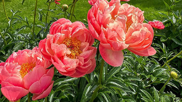 Peonies in full bloom at the New York Botanical Garden