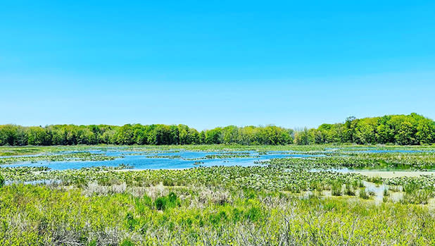 View of the wetlands at the Audubon Community Nature Center
